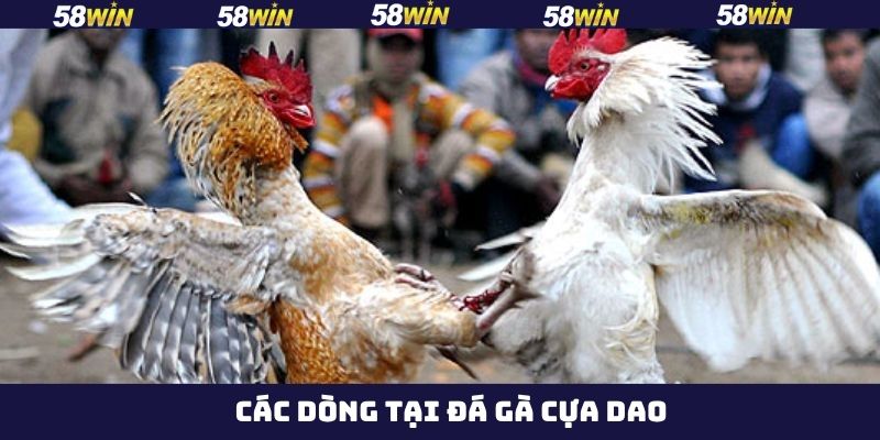 Đá Gà Cựa Dao - Đấu Trường Của Các Chiến Kê Máu Lửa Tại 58Win 4 Top các dòng kê đá cựa dao mạnh nhất tại 58Win