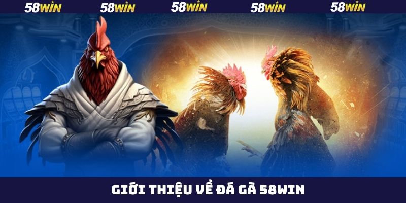 Thông tin tổng quan về hình thức chọi kê thú vị