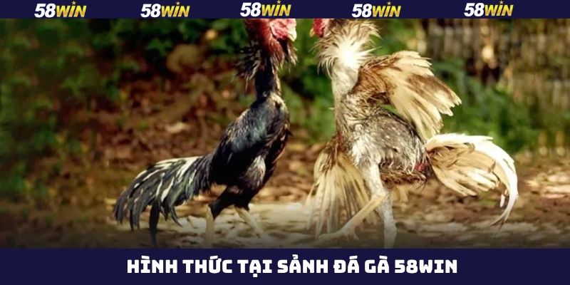 Những hình thức đá gà 58Win hấp dẫn