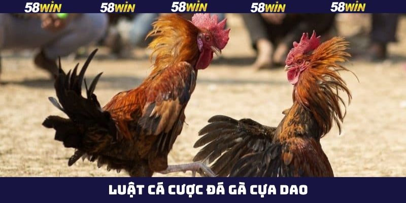 Đá Gà Cựa Dao - Đấu Trường Của Các Chiến Kê Máu Lửa Tại 58Win 3 Trình tự diễn ra một trận đấu chuyên nghiệp