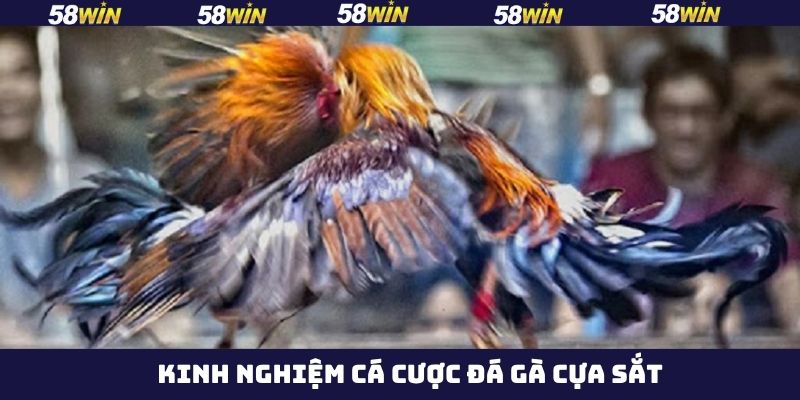 Đá Gà Cựa Sắt - Bí Quyết Chinh Phục Phần Thưởng Tại 58Win 4 Kinh nghiệm cá cược chọi gà cựa sắt bất bại