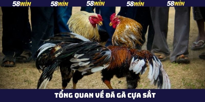 Đá Gà Cựa Sắt - Bí Quyết Chinh Phục Phần Thưởng Tại 58Win 2 Sơ lược về bộ môn cá cược đá gà cựa sắt